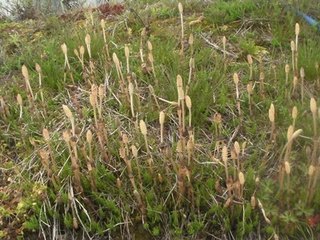 2017spring has come(11).jpg